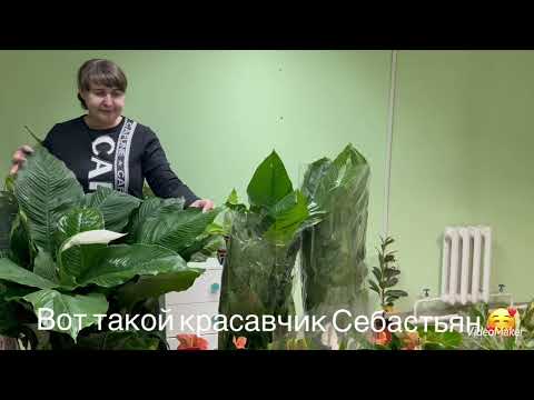 Видео: Гигантские Спатифиллумы Себастьяны! Цветочная Красота!