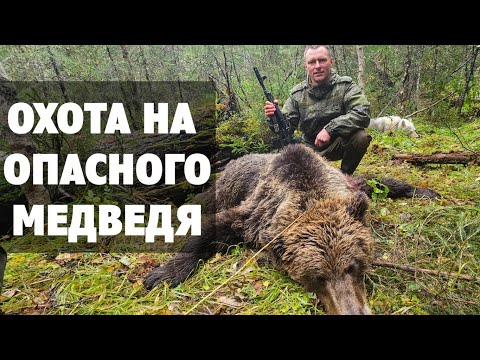 Видео: 🐻 ОПАСНЫЙ МЕДВЕДЬ. Первая ПОТЕРЯ В ЭТОМ СЕЗОНЕ. Охота на медведя 2023