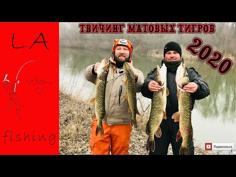 Видео: ТВИЧИНГ МАТОВЫХ ТИГРОВ!!! Зимний спиннинг. Твичинг зимой. Рыбалка 2020. Поклевки в кадре!!!