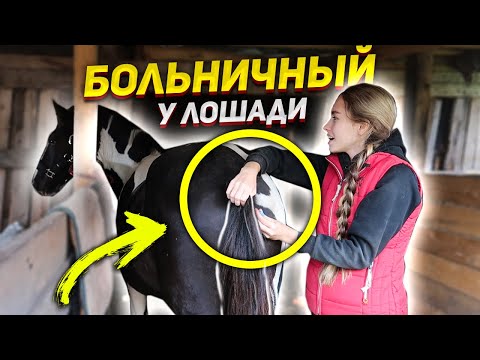 Видео: МОЙ ДЕНЬ на КОНЮШНЕ с Хардином / Лечу лошадь
