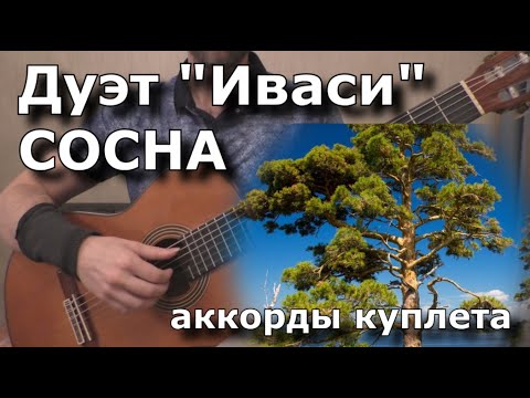 Видео: ИВАСИ - Сосна (аккорды куплета) - разбор