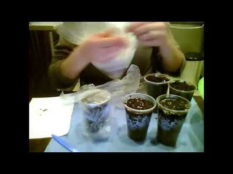 Видео: МАЛЬВА, ШТОК-РОЗА. Сеем дома!!! Всхожесть семян 100%!!!