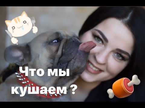 Видео: Французский бульдог кормление в нашем питомнике