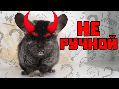 Видео: Почему у вас неручная шиншилла? | Как купить изначально ручную шиншиллу?