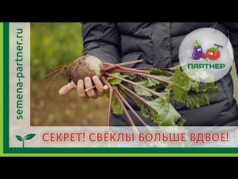 Видео: СЕКРЕТ! СВЁКЛЫ БОЛЬШЕ ВДВОЕ!