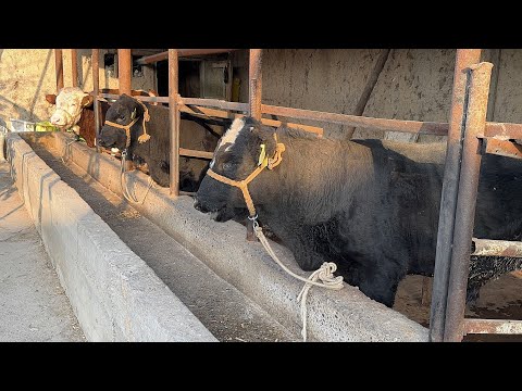 Видео: СИММЕНТАЛ АНГУСТЛАР ТОЗЗАЛАРИ ДЕХОНДАН СОТИЛАДИ ШОШИЛИНГ