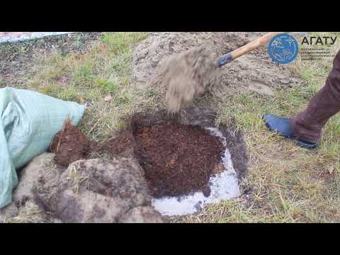 Видео: Как посадить яблоню в условиях Якутии