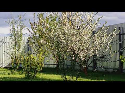 Видео: КАК ОЖИВИТЬ ЛЮБОЙ ПЛОДОВЫЙ  КУСТАРНИК ИЛИ ПЛОДОВОЕ ДЕРЕВО.100% РЕЗУЛЬТАТ.