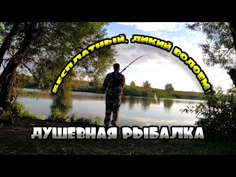 Видео: Ловим карася на диком водоеме, душевная рыбалка, поговорим о рыбалке(Рыбалка в Воронежской области)