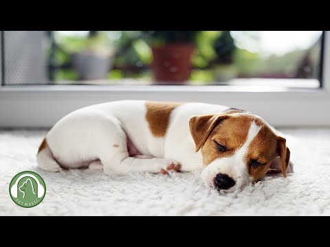 Видео: Музыка для релаксации сна для собак🐶Тревога разлуки и снятие стресса🎵любимая музыка собаки