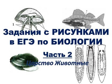 Видео: Рисунки в ЕГЭ по Биологии (Часть2) царство Животные
