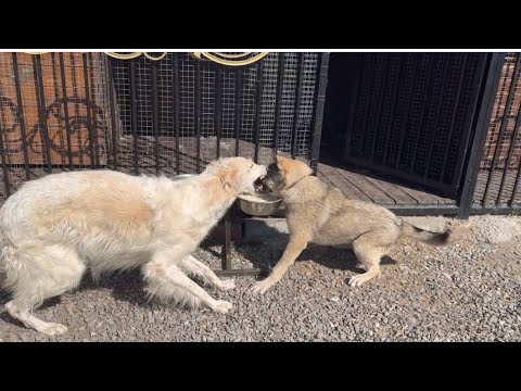 Видео: Собаки подрались из-за еды
