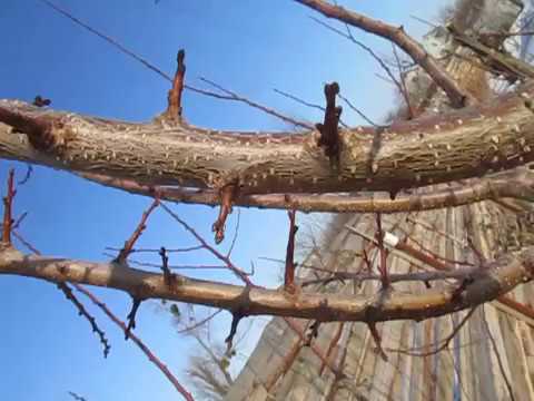 Видео: Абрикос. Шипы на абрикосе. Что такое копьецо.