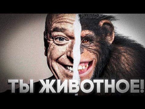 Видео: ПОЧЕМУ ТЫ НИЩИЙ И ОДИНОКИЙ? ВИНОВАТ ТВОЙ ОБЕЗЬЯНИЙ МОЗГ