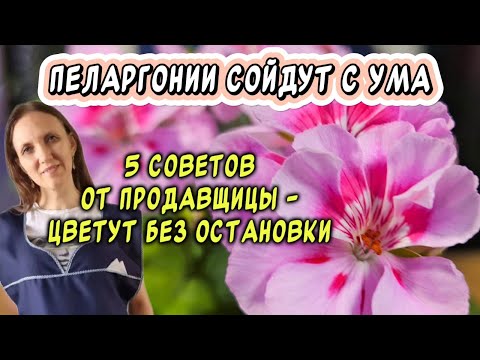 Видео: Пеларгонии сошли с ума: 5 советов от продавщицы на рынке - и теперь цветение не остановить