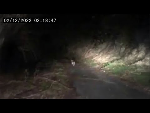 Видео: 30 Самых Пугающих Видео о Кемпинге со Всего Интернета