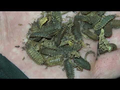 Видео: Черная Львинка- как перезимовала.