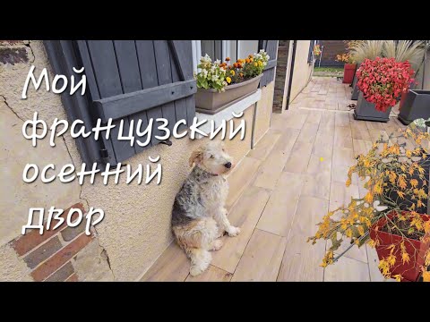 Видео: Каким становится мой двор осенью. Бамбук и спирея меняют цвет листвы. 