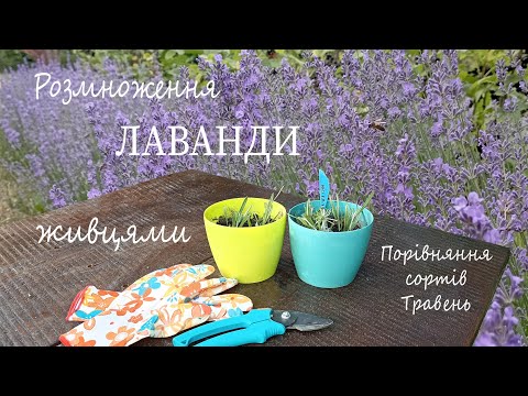 Видео: Розмноження лаванди живцями. Вегетативне розмноження. Порівняння квітів різних сортів лаванди.