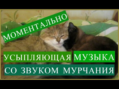 Видео: Музыка для кошек котов и котят со звуком мурчания Колыбельная для котят котов и кошек Кошачья музыка