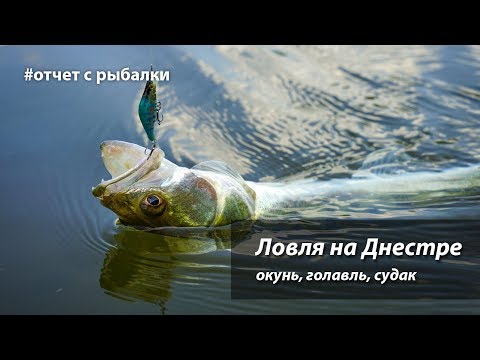 Видео: Рыбалка на реке Днестр. Окунь, голавль, судак.