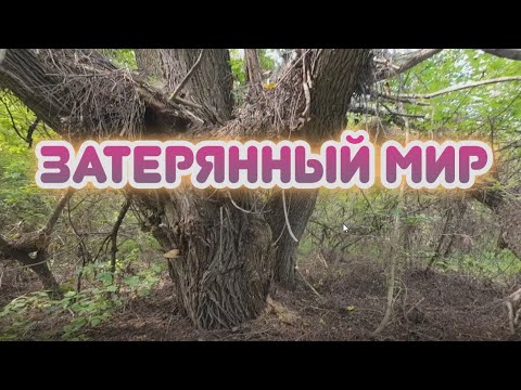 Видео: ЗАТЕРЯННЫЙ МИР. ДЕРЕВЬЯ ГИГАНТЫ.ЗАРОЖДЕНИЕ НОВОЙ ЖИЗНИ.