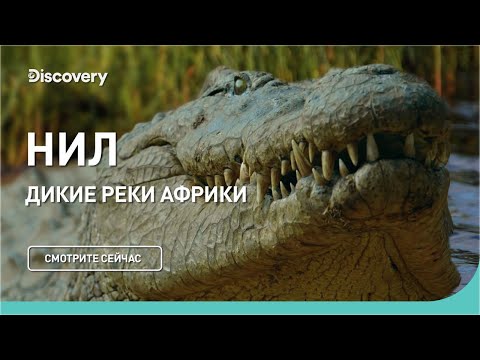 Видео: Нил | Дикие реки Африки | Discovery