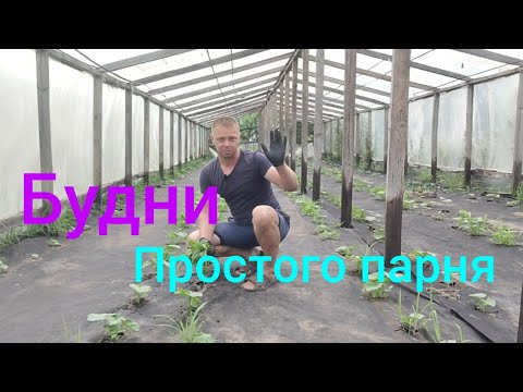 Видео: Работа в теплице, работа на рынке.