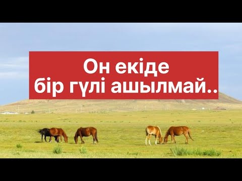 Видео: ОН ЕКІДЕ БІР ГҮЛІ АШЫЛМАЙ / ОРАҚБАЙ АҚЫН