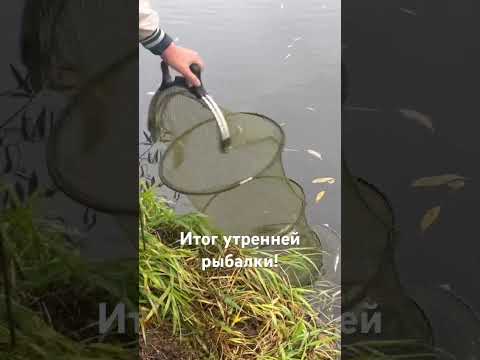 Видео: #мегалодон #отдыхнареке