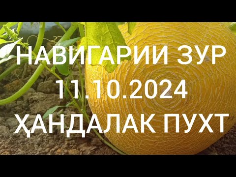 Видео: навигарии зур 11.10.2024.Ҳандалак пухт 992 88 202 2225