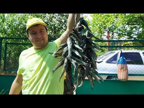 Видео: Сушеный бычок... Быстро и дёшево! Засол и сушка бычка.