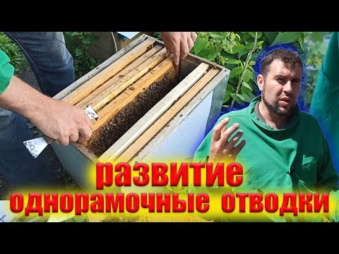 Видео: Однорамочные отводки набирают силу. Как сделать отводок пчел на пасеке.