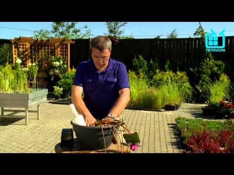 Видео: Кувшинки. Удачный сезон. Телеканал "Теледом"