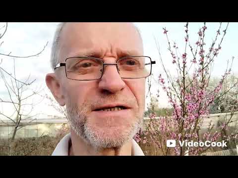 Видео: Персики из косточки. Весь цикл.