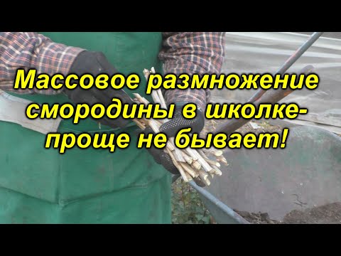 Видео: Выращивание смородины в школке. Посадка и уход за смородиной осенью.