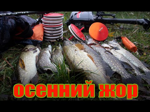 Видео: ЛОВЛЯ ЩУКИ НА КРУЖКИ.КРУПНАЯ ОСЕННЯЯ ЩУКА!!!РЫБАЛКА В БЕЛАРУСИ 2020