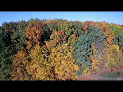 Видео: Таданівське лісництво осінь аерозйомка