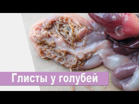 Видео: Глисты у голубей