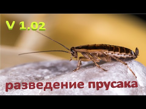 Видео: Ч. 2 Разведение домашних рыжих тараканов (Blattella germanica) / Они же Стасики, они же Прусаки