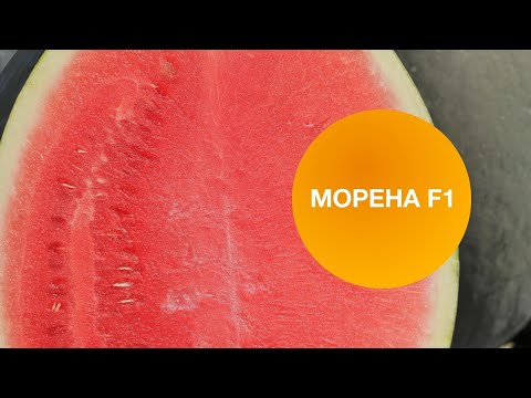 Видео: МОРЕНА F1 | Овощная Усадьба