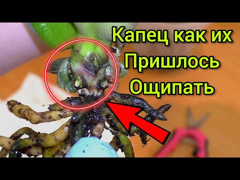 Видео: 👆 Без ЭТОГО им КРЫШКА ❗️  ПЕРЕСАДКА новых ОРХИДЕЙ