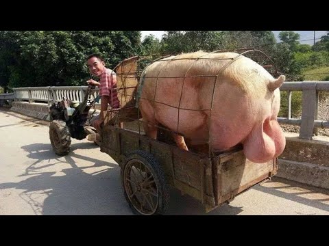 Видео: 15 Самых Уникальных и Необычных Пород Свиней в Мире