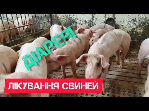 Видео: Діарея у поросят. Лікування свиней.
