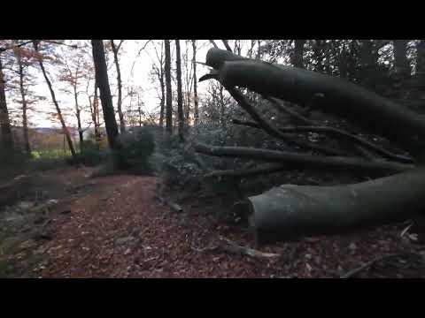 Видео: Лес по которому приятно прогулятся  Германия 2я часть в поисках диких животных по охотничьим местам