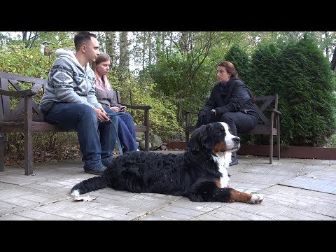 Видео: ДТ-86. Консультация с бернским зенненхундом.