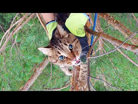 Видео: Асик