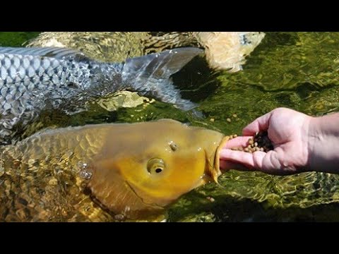 Видео: БАЛЫҚ ӨСІРУ/ БАЛЫҚТАРҒА АРНАЛҒАН АРАЛАС (КОМБИКОРМ) ЖЕМДЕР