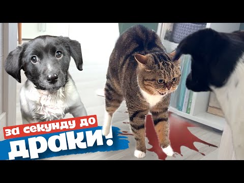 Видео: Кошка НАПАЛА на бездомного щенка! Опасное соседство.