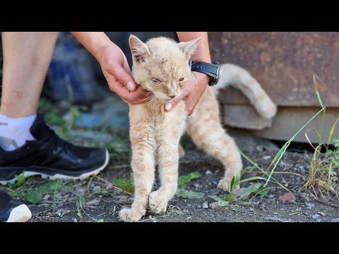 Видео: 💔😢 Бездомный кот радовался | Он понял что мы приехали за ним чтобы спасать |  Saving a disabled cat